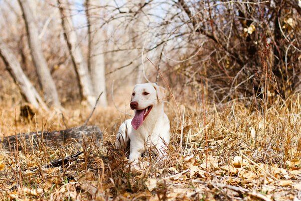 A white dog on a forest autumn walk