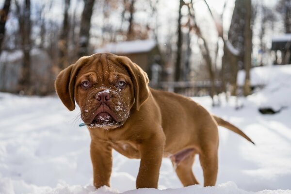 Cachorro de bulbog pelirrojo en la nieve