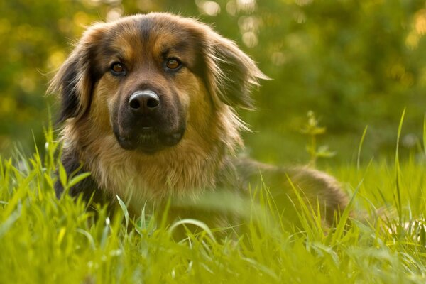 Chien couché sur le côté dans l herbe