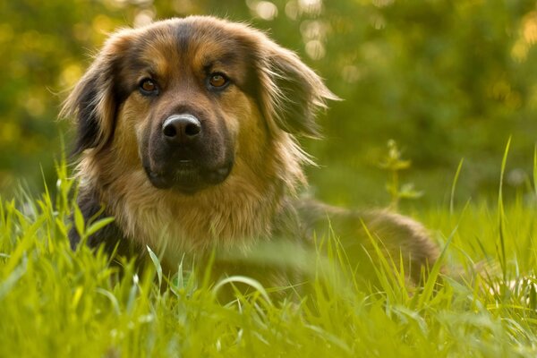 Il cane giace su un fianco nell erba