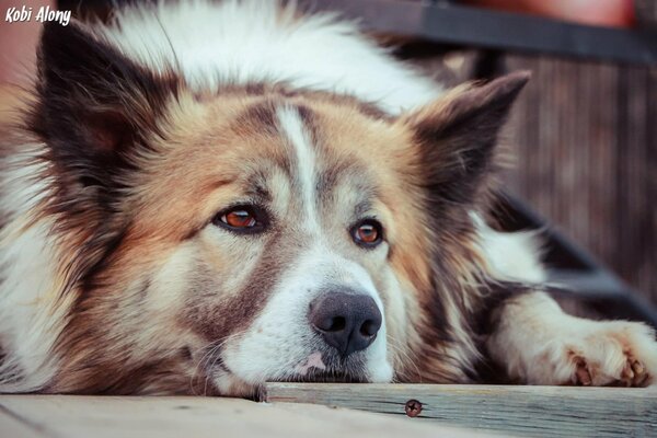 Trauriger Blick des Hundes in Erwartung des Besitzers