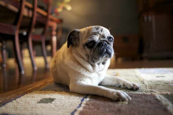 Pug en la alfombra junto a las sillas
