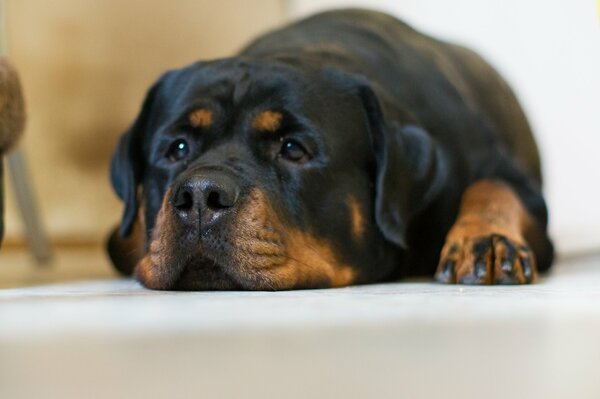 Rottweiler looks sadly into the distance