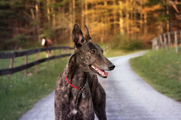 Devozione agli occhi di un amico a quattro