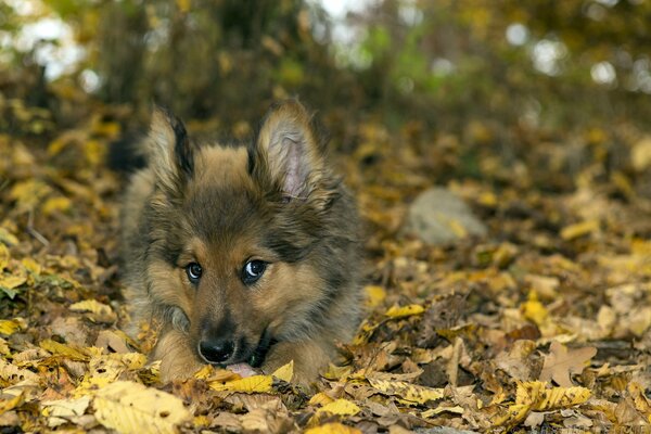 Der rote pks liegt in den Herbstblättern