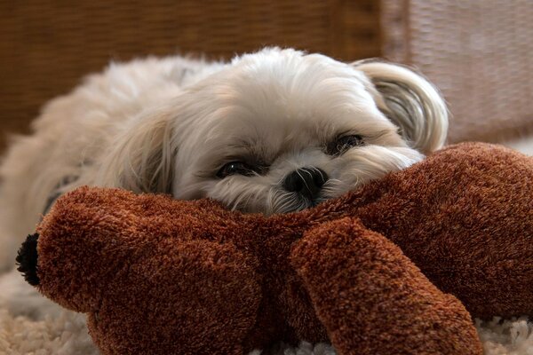 A lapdog lying on a stuffed toy
