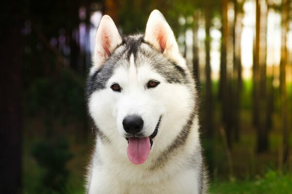 Der Hund ist der beste Freund des Menschen