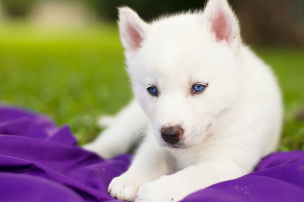 Sibirischer weißer Husky mit blauen Augen