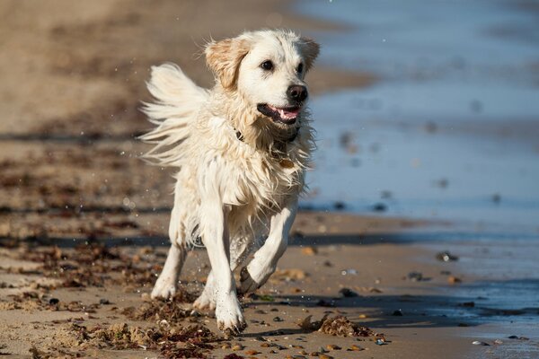 Chien courant sur la plage