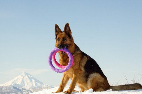 Il cane da pastore sulla neve tiene i giocattoli tra i denti