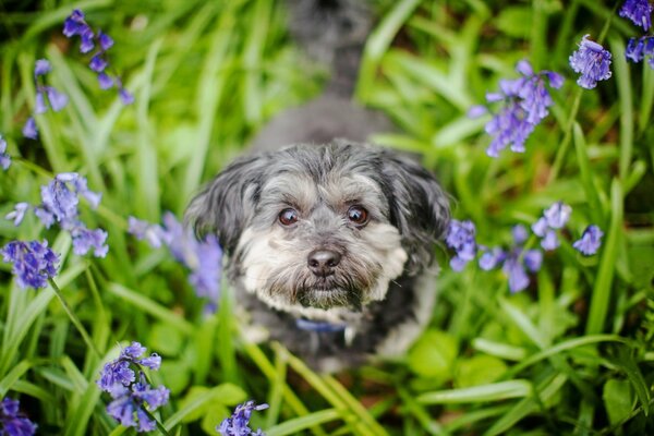 The friendly look of a dog walking in the grass