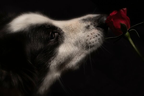 A black and white dog cautiously sniffs a red rose