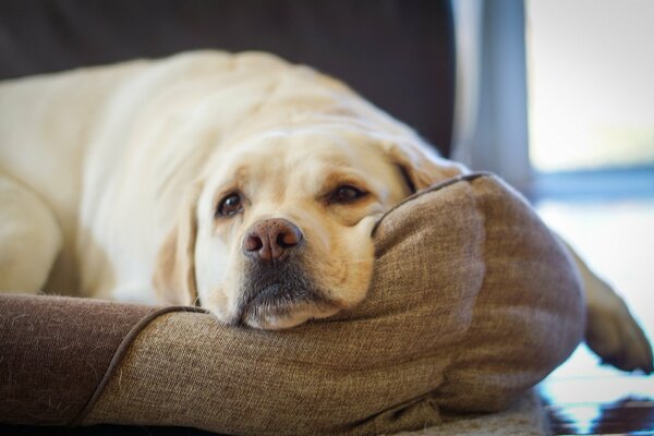 Le chien se trouve et se repose à la maison quand le propriétaire prishol a sauté le pauvre