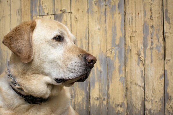 Il cane aspetta il suo padrone quando esce dopo il lavoro