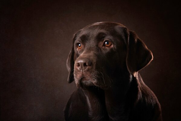 Schwarzer Hund auf einem schwarzen Foto