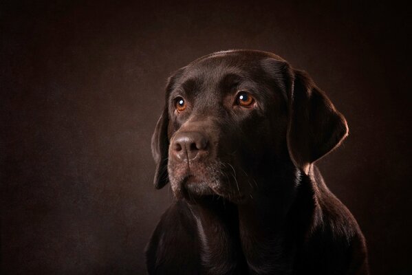 Cane nero su foto nera