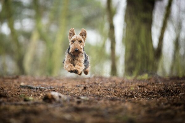 The dog at the moment of jumping above the ground