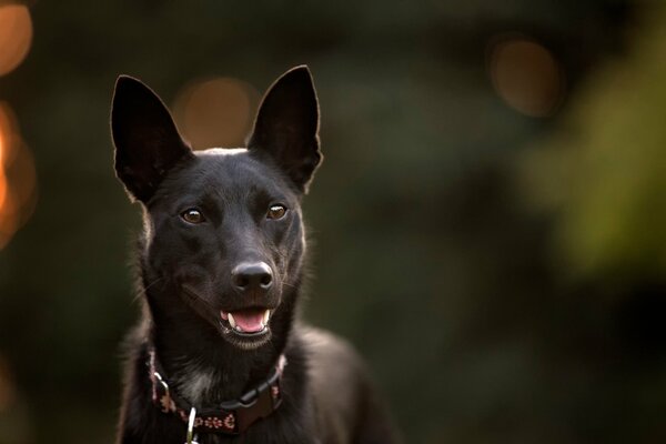 Perro negro con mirada incrédula