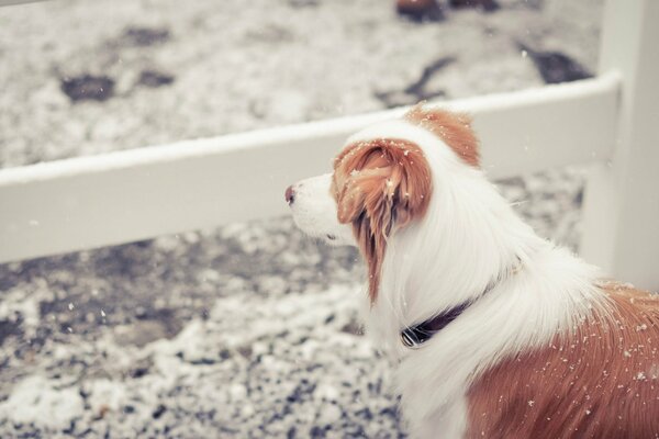 Red dog in front of the fence