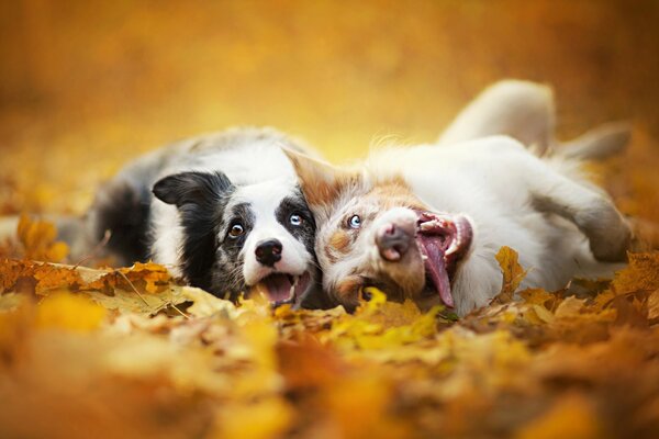 Две довольные собаки на опавших листьях