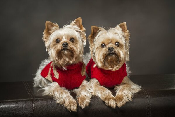 York twins in red shirt fronts