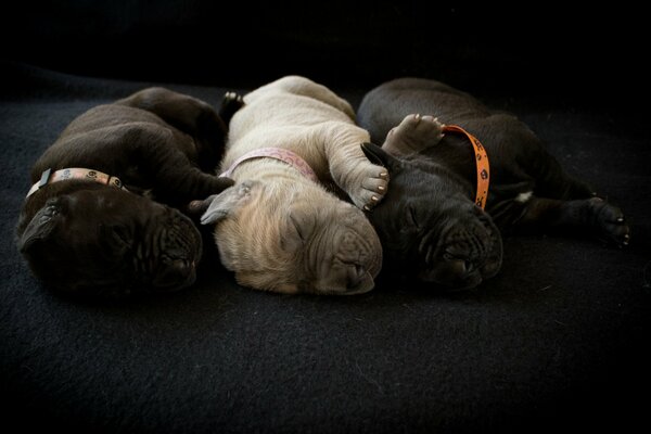 Peacefully snuffling three puppies