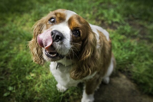 Funny dog licks his lips while sitting on the grass