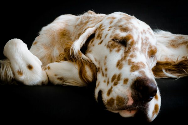 Perro manchado durmiendo en el Sofá