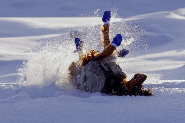 Ein Hund in Schuhen liegt im Schnee