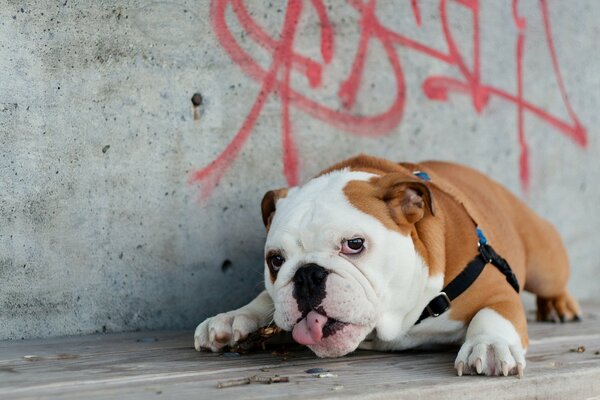 Cane dai capelli bianchi su uno sfondo di grafiti