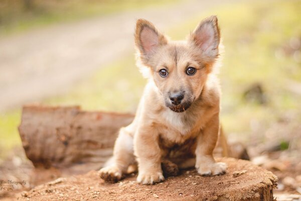 La mirada devota de un pequeño cachorro pelirrojo
