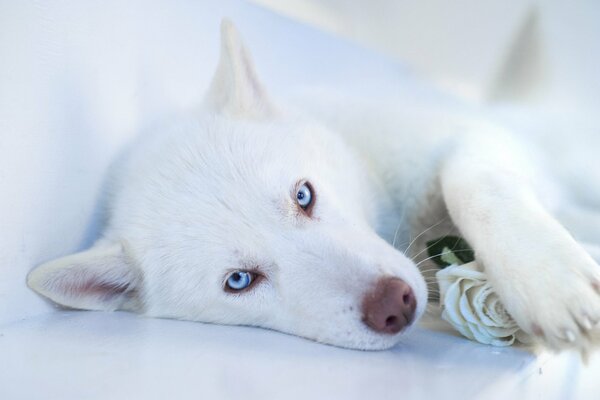 Ein weißer Husky hält eine Rose in seinen Pfoten