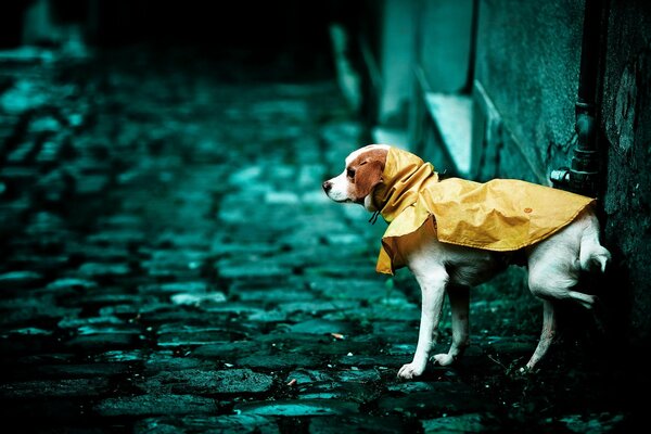 Cane bianco in impermeabile arancione