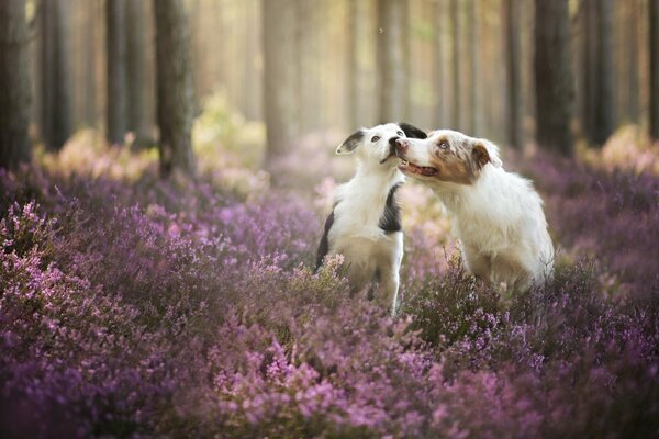 Cani amici nella foresta