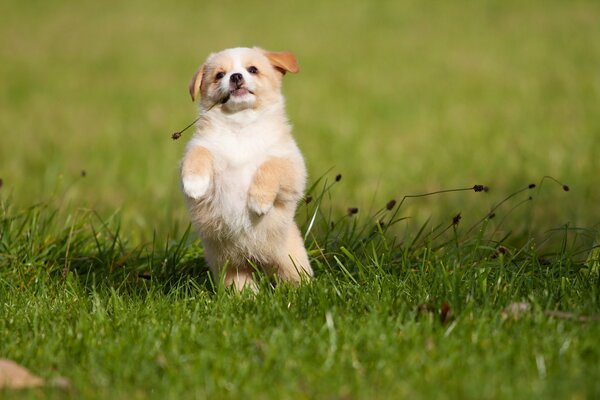 Chiot joyeux courir sur l herbe