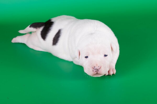 Cucciolo di Amstaff sdraiato su sfondo verde