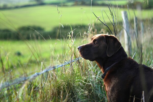 Labrador attend son maître à la clôture