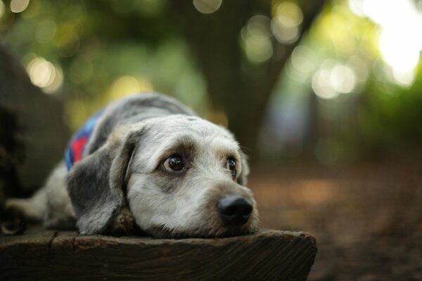 The dog is lying on the bench waiting for the owner