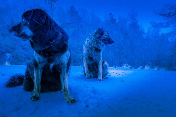Chiens gelés sur fond glacial d hiver