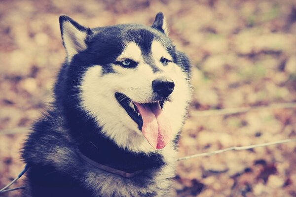 Un Husky aux yeux bleus sur une promenade d automne a sorti sa langue