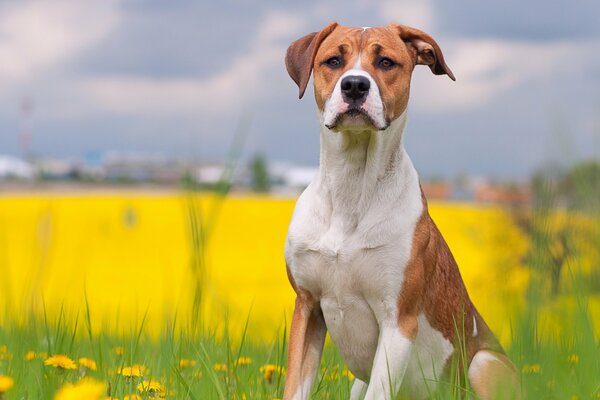 En été, le chien attend un ami assis sur l herbe et regarde quand il va