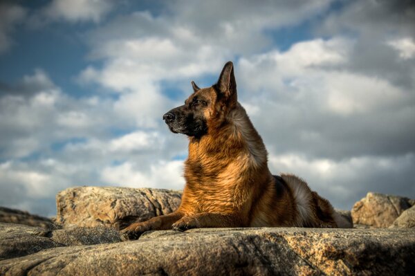 German Shepherd look at the sky background