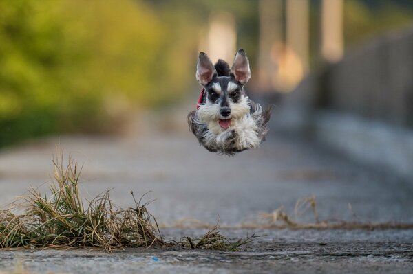 A small fluffy dog in a jump