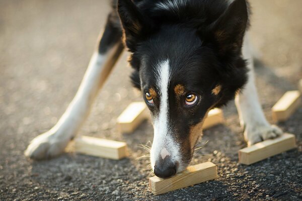 Chien-ami d un homme avec un regard interrogateur