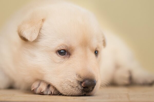 Pequeño cachorro blanco yace en su pata