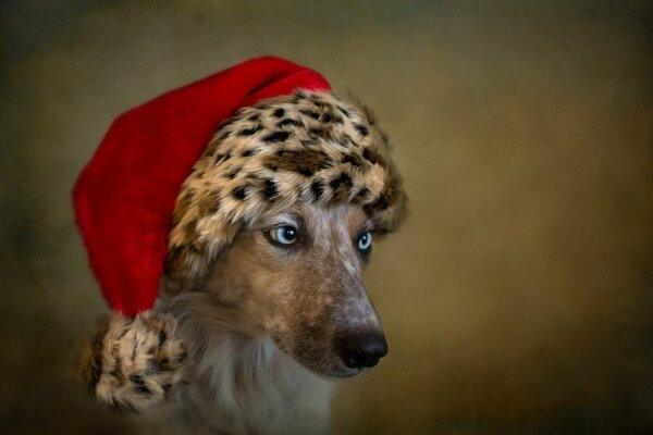 Perro con ojos azules en Caperucita roja