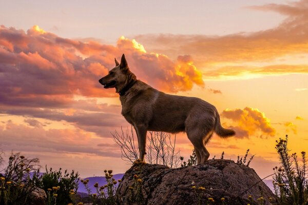 Lo sguardo di un cane su un amico