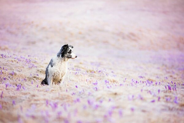 Perro canoso en un claro de flores