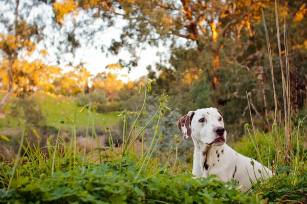 Dalmatian enjoys fresh air