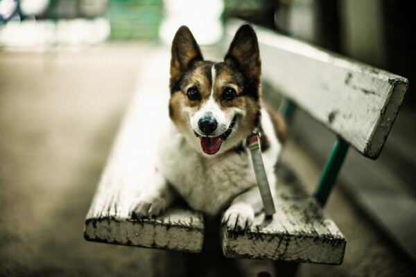 Ein lächelnder Hund liegt auf einer Bank